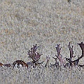 Dovhjortar i rågfält