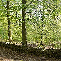 Bokskog under lövsprickning