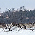 Stor flock med kronhindar under vintern